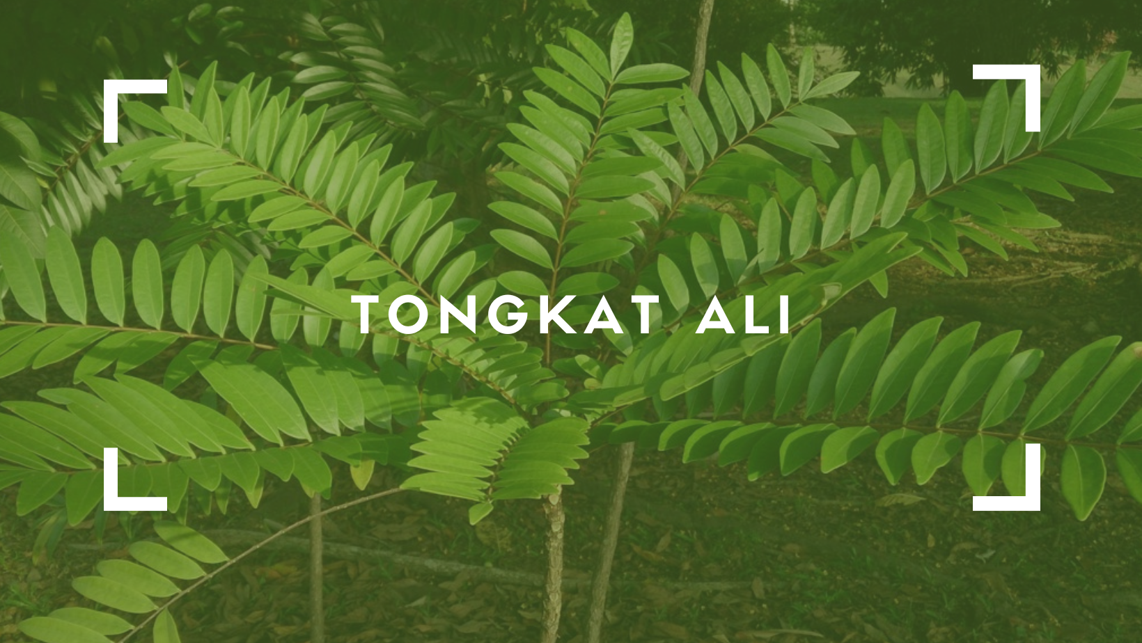 Tongkat Ali