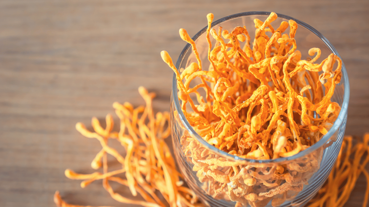 Cordyceps