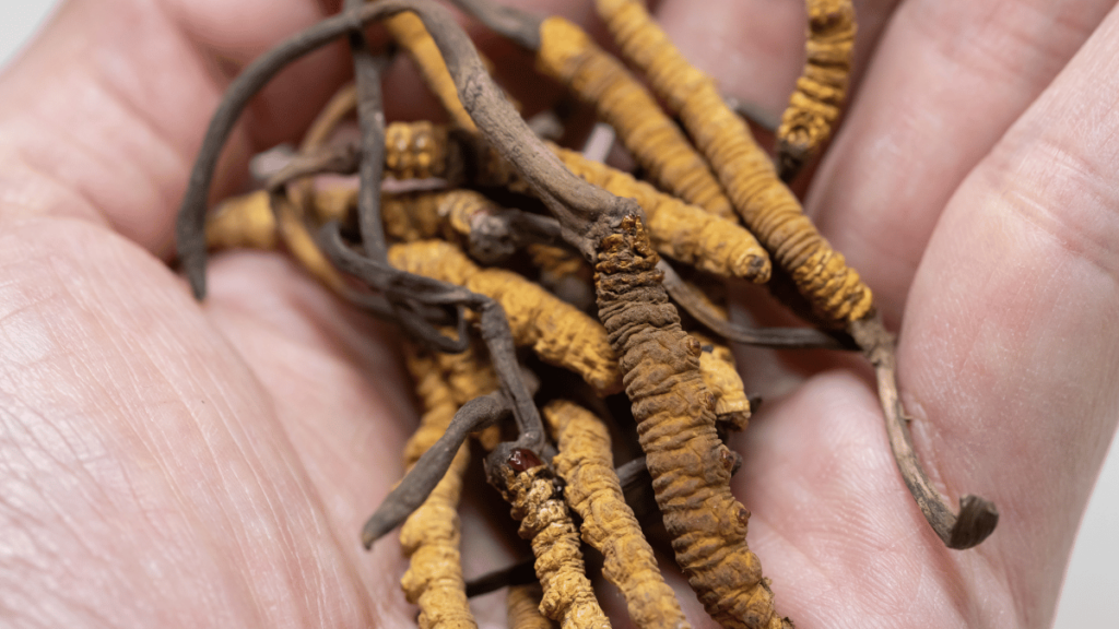 Cordyceps